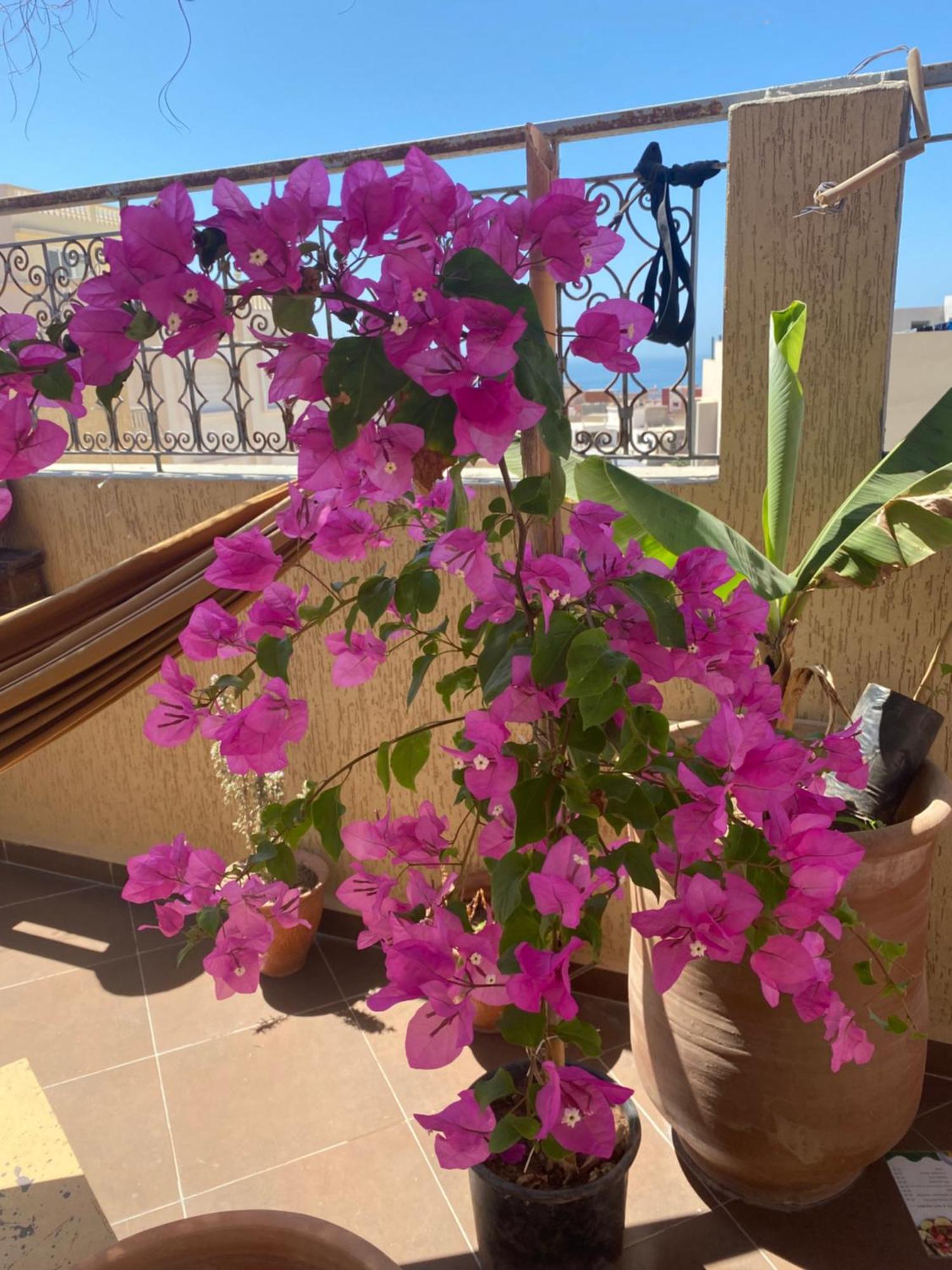 Fleur De Cactus, Guesthouse, Tamraght Kültér fotó